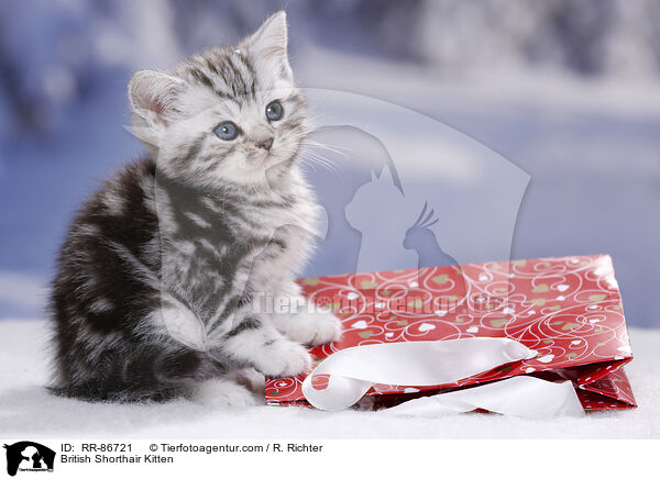 Britisch Kurzhaar Ktzchen / British Shorthair Kitten / RR-86721