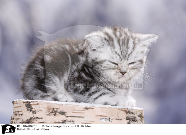 Britisch Kurzhaar Ktzchen / British Shorthair Kitten / RR-86730