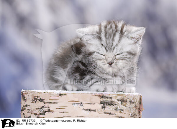 Britisch Kurzhaar Ktzchen / British Shorthair Kitten / RR-86733