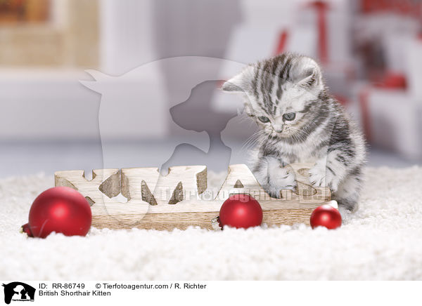 Britisch Kurzhaar Ktzchen / British Shorthair Kitten / RR-86749