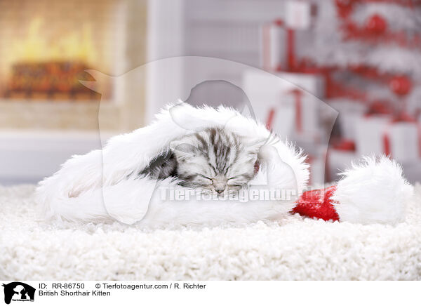 Britisch Kurzhaar Ktzchen / British Shorthair Kitten / RR-86750