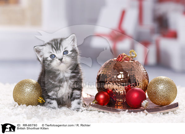 Britisch Kurzhaar Ktzchen / British Shorthair Kitten / RR-86780