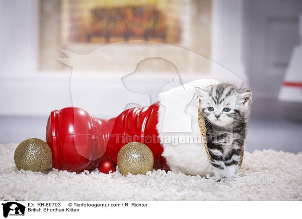 Britisch Kurzhaar Ktzchen / British Shorthair Kitten / RR-86793