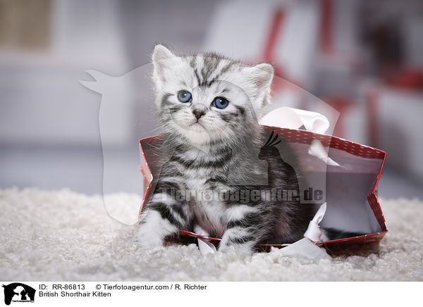 Britisch Kurzhaar Ktzchen / British Shorthair Kitten / RR-86813