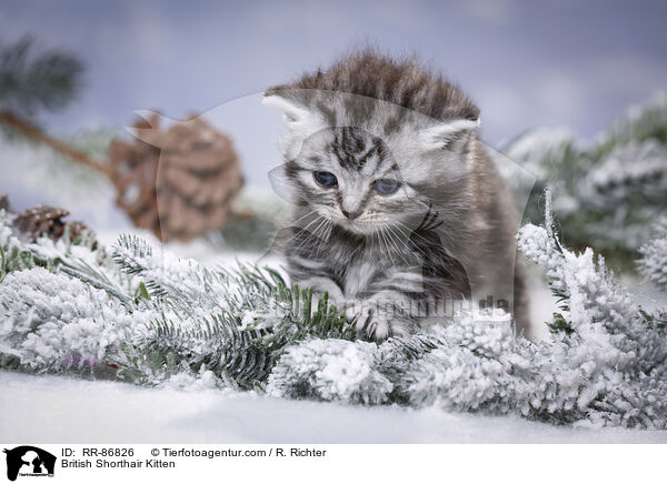 Britisch Kurzhaar Ktzchen / British Shorthair Kitten / RR-86826