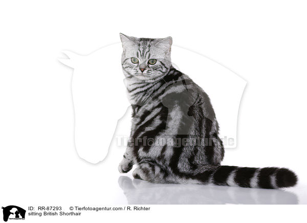 sitzende Britisch Kurzhaar / sitting British Shorthair / RR-87293