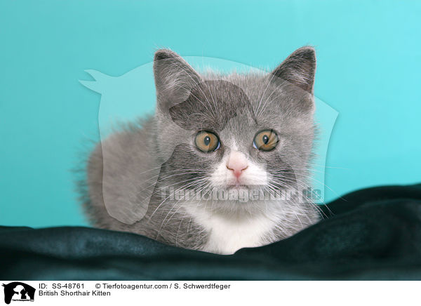 Britisch Kurzhaar Ktzchen / British Shorthair Kitten / SS-48761