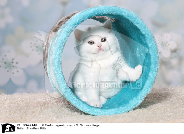 Britisch Kurzhaar Ktzchen / British Shorthair Kitten / SS-49440