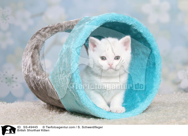 Britisch Kurzhaar Ktzchen / British Shorthair Kitten / SS-49445