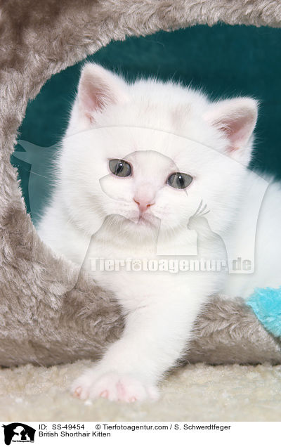 Britisch Kurzhaar Ktzchen / British Shorthair Kitten / SS-49454