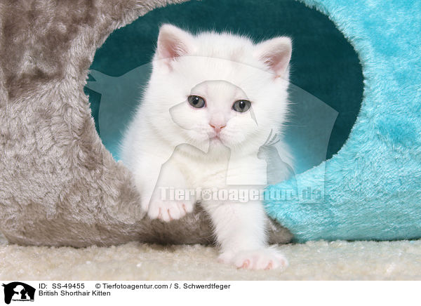 Britisch Kurzhaar Ktzchen / British Shorthair Kitten / SS-49455