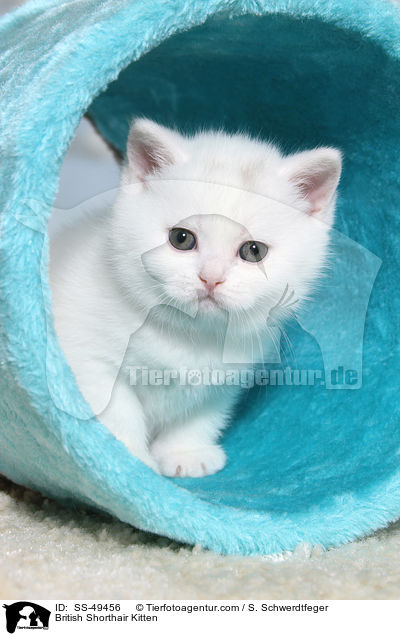 Britisch Kurzhaar Ktzchen / British Shorthair Kitten / SS-49456