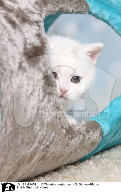 Britisch Kurzhaar Ktzchen / British Shorthair Kitten / SS-49457