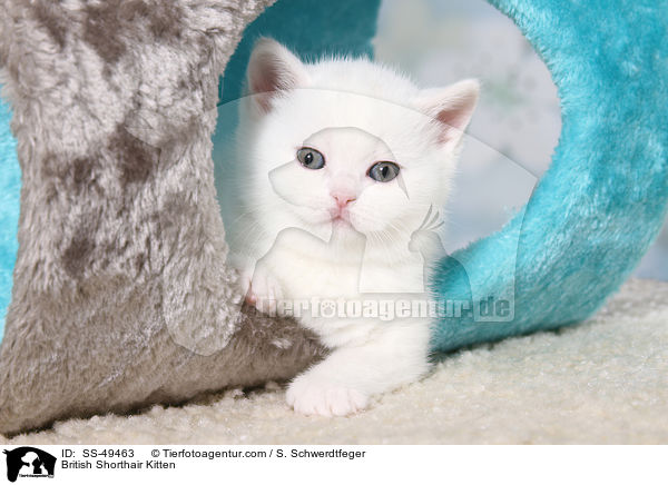 Britisch Kurzhaar Ktzchen / British Shorthair Kitten / SS-49463