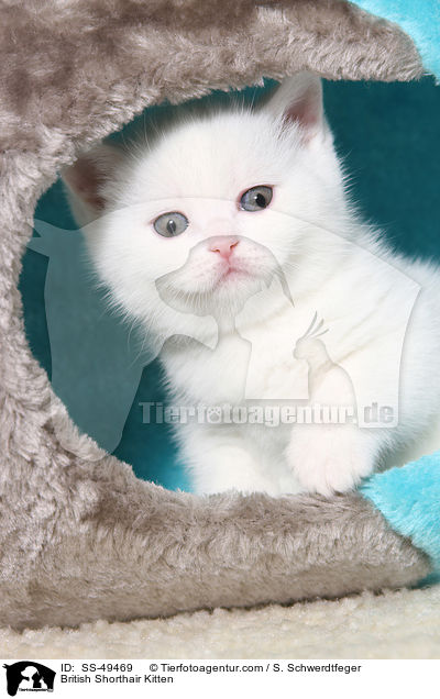 Britisch Kurzhaar Ktzchen / British Shorthair Kitten / SS-49469