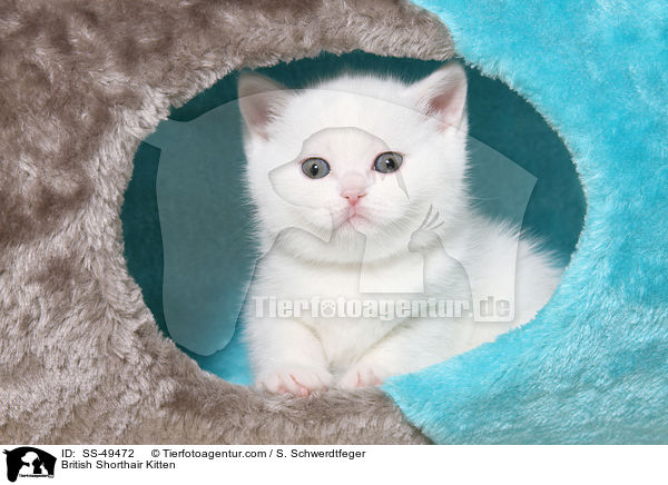 Britisch Kurzhaar Ktzchen / British Shorthair Kitten / SS-49472