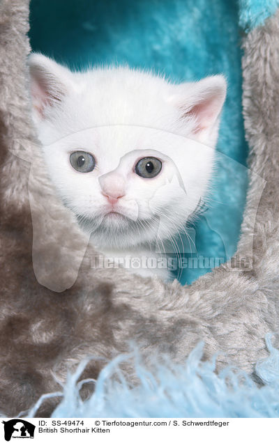 Britisch Kurzhaar Ktzchen / British Shorthair Kitten / SS-49474