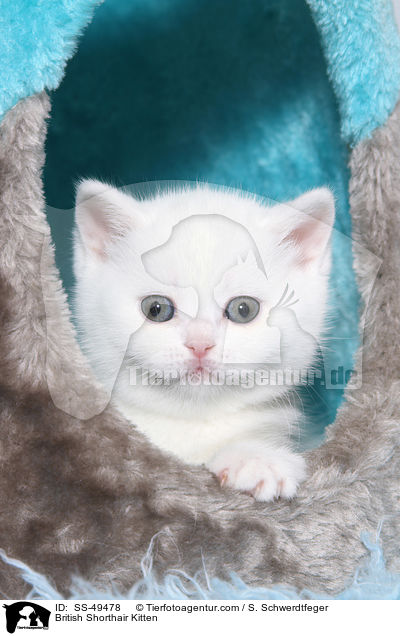 Britisch Kurzhaar Ktzchen / British Shorthair Kitten / SS-49478