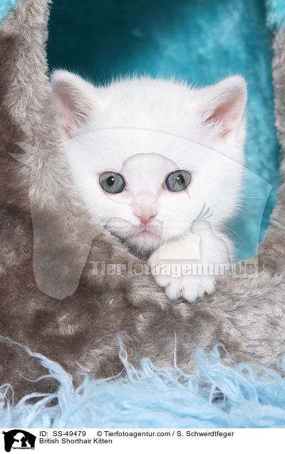 Britisch Kurzhaar Ktzchen / British Shorthair Kitten / SS-49479