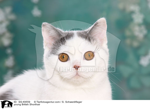 junge Britisch Kurzhaar / young British Shorthair / SS-49559