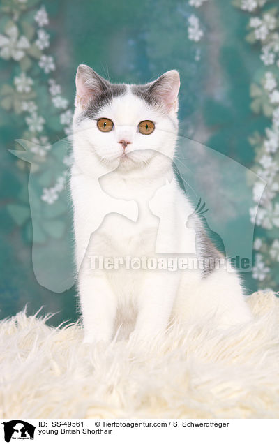 junge Britisch Kurzhaar / young British Shorthair / SS-49561