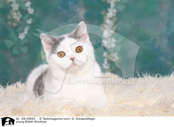 junge Britisch Kurzhaar / young British Shorthair / SS-49565