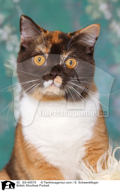 Britisch Kurzhaar Portrait / British Shorthair Portrait / SS-49570