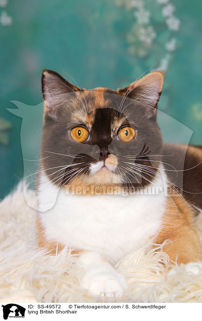 lying British Shorthair / SS-49572