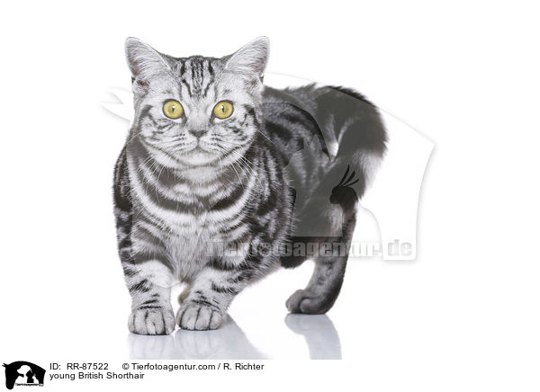 young British Shorthair / RR-87522