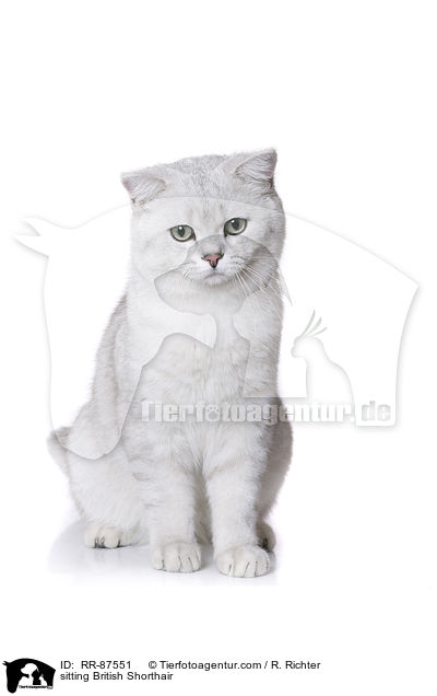 sitzende Britisch Kurzhaar / sitting British Shorthair / RR-87551