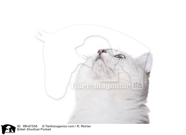 Britisch Kurzhaar Portrait / British Shorthair Portrait / RR-87556