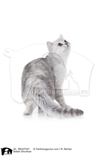 British Shorthair / RR-87557