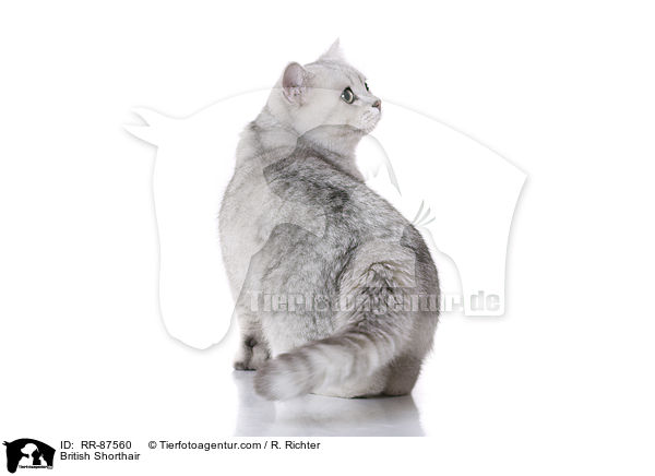 Britisch Kurzhaar / British Shorthair / RR-87560