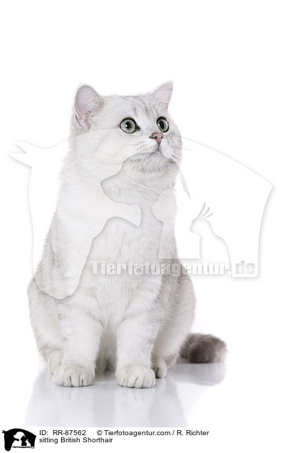 sitzende Britisch Kurzhaar / sitting British Shorthair / RR-87562