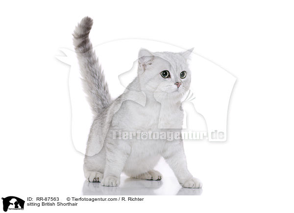 sitzende Britisch Kurzhaar / sitting British Shorthair / RR-87563