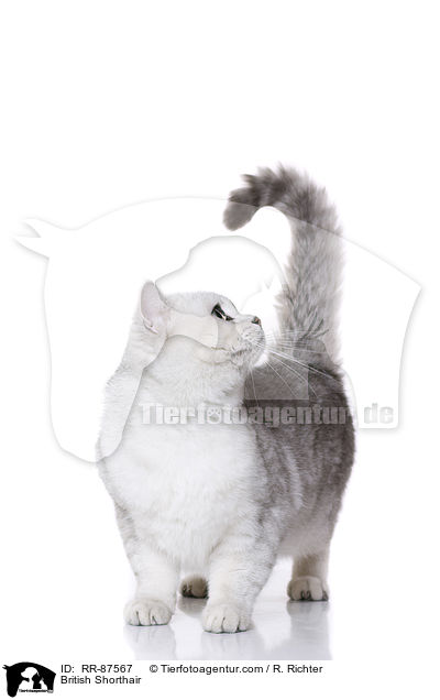 British Shorthair / RR-87567