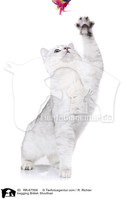 begging British Shorthair / RR-87568