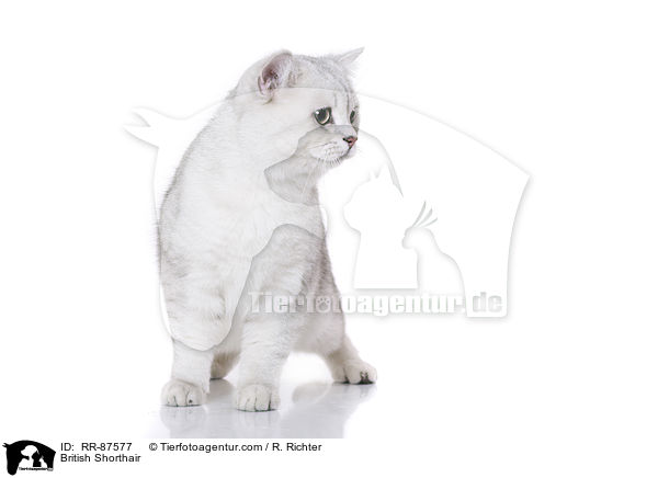 British Shorthair / RR-87577