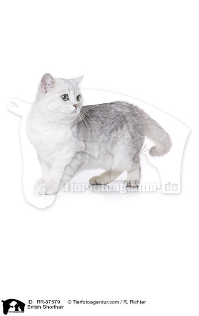 Britisch Kurzhaar / British Shorthair / RR-87579