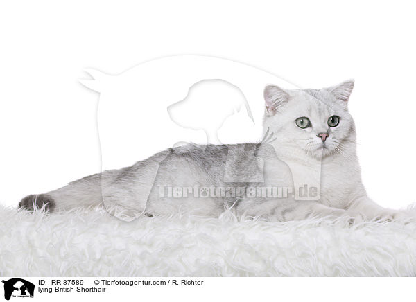 liegende Britisch Kurzhaar / lying British Shorthair / RR-87589