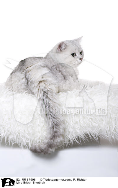 liegende Britisch Kurzhaar / lying British Shorthair / RR-87598