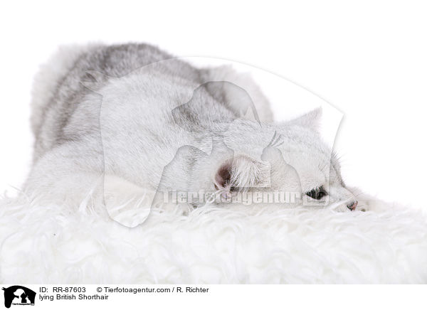 liegende Britisch Kurzhaar / lying British Shorthair / RR-87603