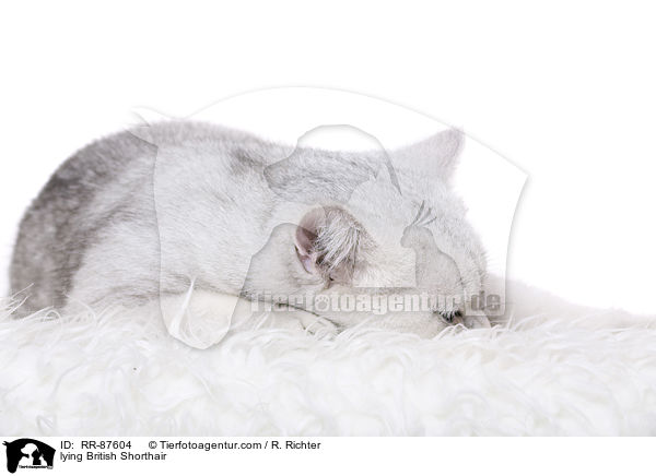 liegende Britisch Kurzhaar / lying British Shorthair / RR-87604