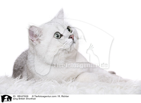 liegende Britisch Kurzhaar / lying British Shorthair / RR-87606