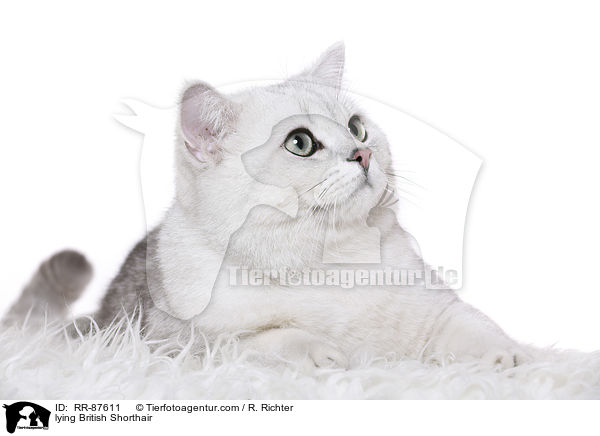 liegende Britisch Kurzhaar / lying British Shorthair / RR-87611