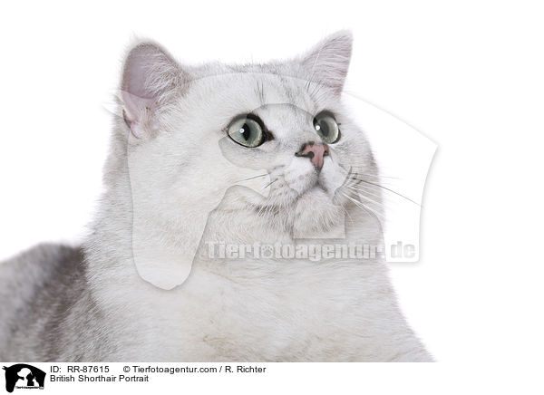 Britisch Kurzhaar Portrait / British Shorthair Portrait / RR-87615