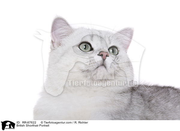 Britisch Kurzhaar Portrait / British Shorthair Portrait / RR-87622