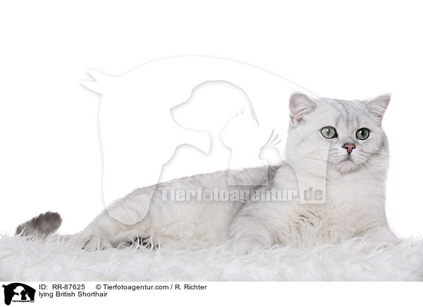 liegende Britisch Kurzhaar / lying British Shorthair / RR-87625