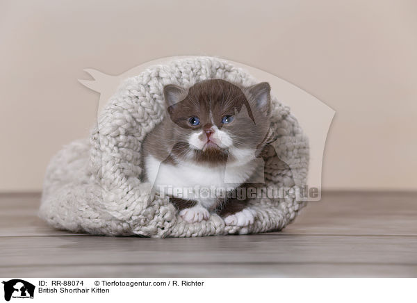 Britisch Kurzhaar Ktzchen / British Shorthair Kitten / RR-88074