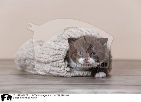 Britisch Kurzhaar Ktzchen / British Shorthair Kitten / RR-88077